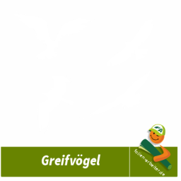 Greifvogel Aufkleber Set